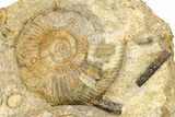 Jurassic Ammonite and Belemnite Cluster - England #279471-1